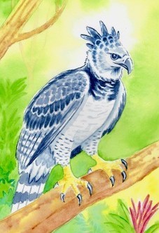 Harpy Eagle